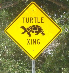 turtle-crossing1